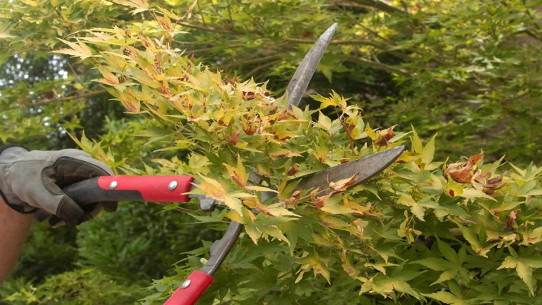 Tree and Shrub Pruning