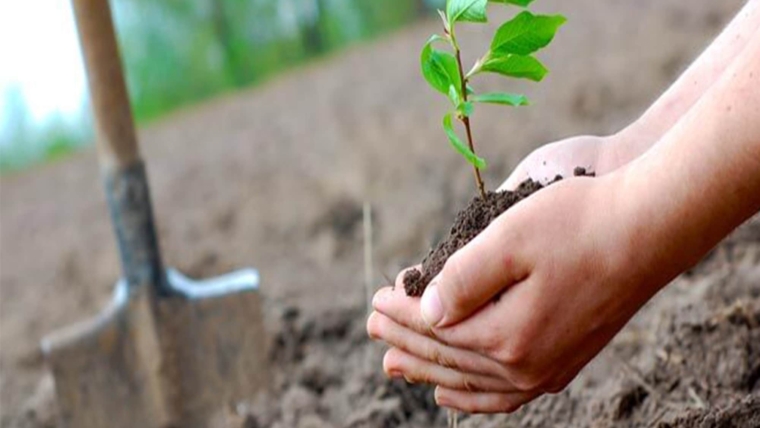 New Tree Planting